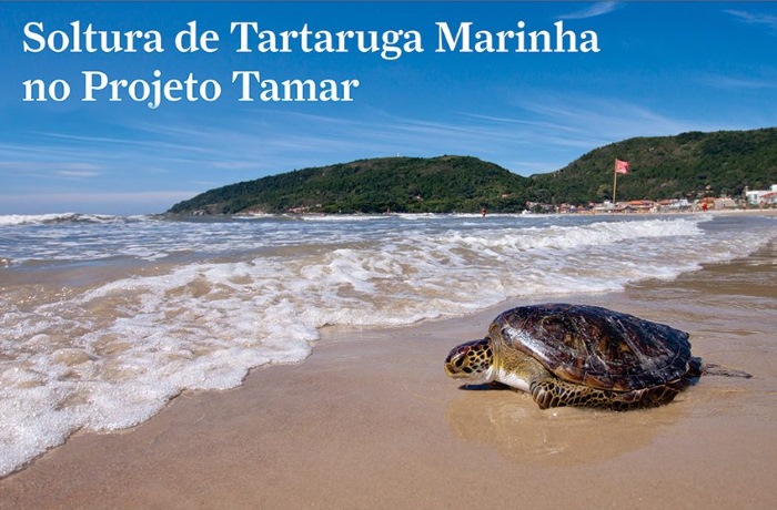 Soltura de tartaruga marinha na Barra da Lagoa
