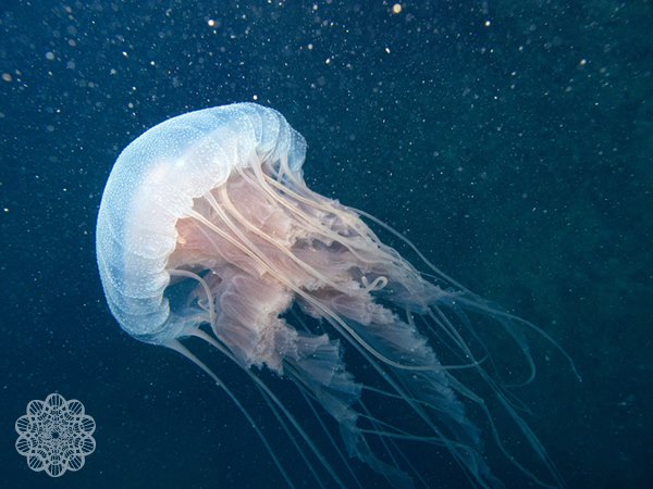 Rede Sisbiota-Mar lança vídeo sobre pesquisas no ambiente marinho