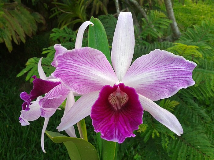 Associação Orquidófila expõe cerca de 50 Orquídeas da espécie Laelia Purpurata no CIC