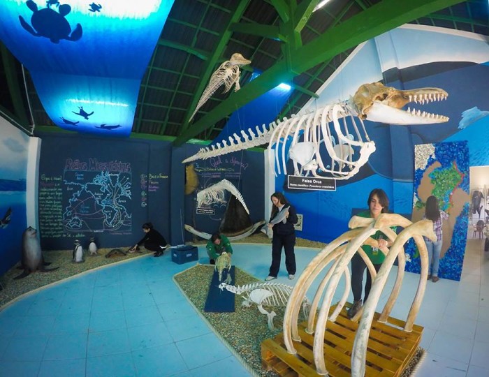 Espaço Mar Aberto expõe réplicas e esqueletos das principais espécies marinhas