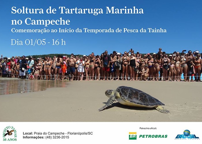 Soltura de tartaruga em comemoração ao início da temporada de pesca da tainha