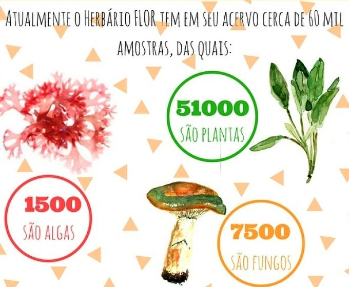 Exposição do "Herbário Flor" apresenta coleção científica de fungos, algas e plantas da UFSC