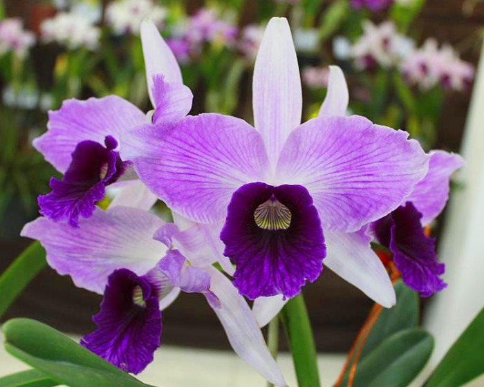 48ª Exposição de Orquídeas Laelia purpurata