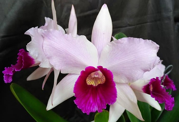 8ª Amostra de Orquídeas Laelia purpurata