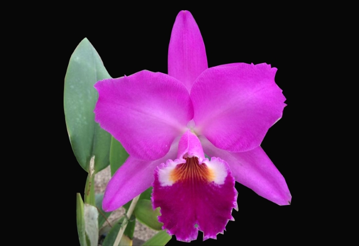 29ª Exposição de Orquídeas Cattleya labiata