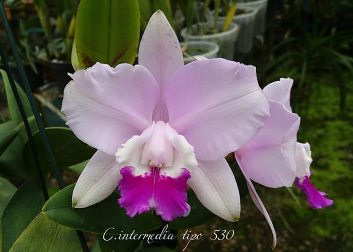 45ª Exposição de Cattleya Intermedia com orquídeas, cactos, suculentas, bonsais e plantas ornamentais