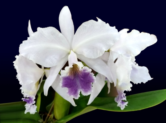 30ª Exposição de Orquídeas Cattleya labiata