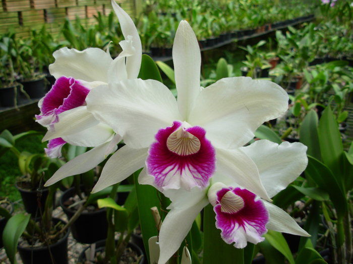 Exposição Laelia purpurata, A Rainha das Orquídeas do Brasil