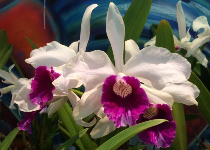 50ª Exposição de Orquídeas Laelia purpurata - Flor Símbolo de Santa Catarina