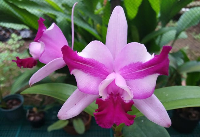 46ª Exposição de Cattleya Intermedia com orquídeas, cactos, suculentas, bonsais e plantas ornamentais